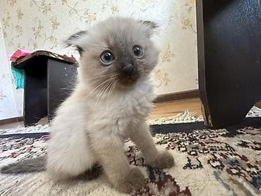 пародистые кошки: Сиамская, 6 месяцев, Девочка, Приучена к лотку — 1
