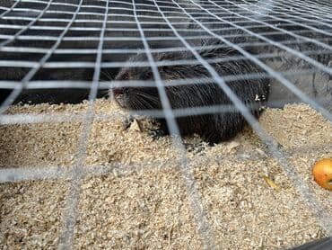 купить улиток в аквариум: Нутрия продам в живом виде возможно беременна (не разбираюсь) — 1