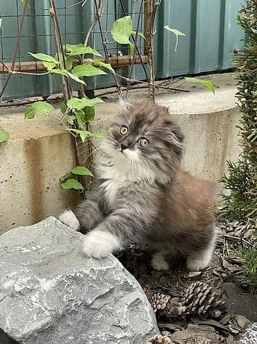 даром кошки: Пушистый комочек ищет добрые руки . Девочка смешанная порода сибирской — 5