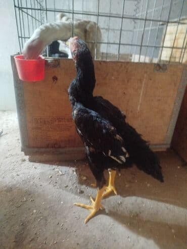 куда можно отдать кошку в бишкеке: Продаю | Куры — 4