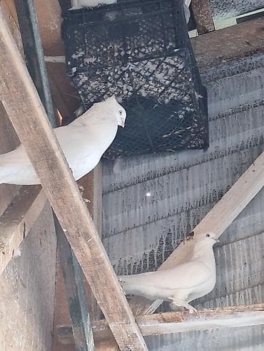 куры брама фото цена: Белые декоративные голуби (порода с лохматыми лапками). Особенности — 5