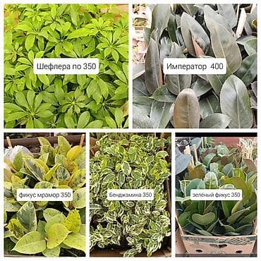 солнычный свет: Комнатные растения в горшках: - Шефлера — по 350. Компактные кустики — 1