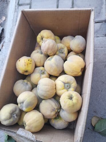 превосходный сорт яблок: Айва с дерева - Сортовая айва, крупные ароматные плоды — 4