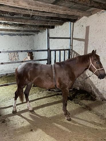 кошка домашний: Продаю | Конь (самец) | Рабочий — 1