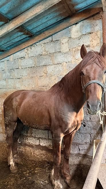 рабочий лошадь: Продаю | Жеребец | Рабочий, Конный спорт | Осеменитель, Племенные — 2