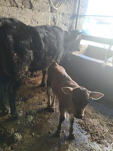 боос кой: Продаю | Тёлка | Для разведения — 3