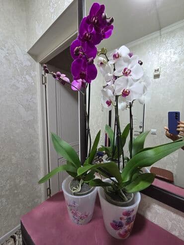 картофель семенной: Бегония клубневая в горшке - Пышный куст с крупными махровыми — 10