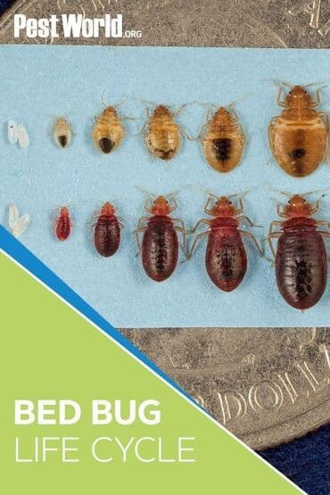 каркасные дома проекты и цены бишкек: Уничтожения клоповДезинфекция!!!любой сложности (*❛‿❛)→Приемлемая — 10