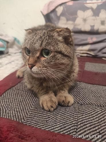 Скотиш Фолд (Шотландская вислоухая), 5 месяцев, Девочка, Серебристая шиншилла, С прививками at lalafo.kg Скотиш Фолд (Шотландская вислоухая), 5 месяцев, Девочка, Серебристая шиншилла, С прививками