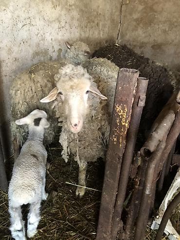 Аквариумдар: Сатам | Ургаачы кой (ургаачы) | Көбөйтүү үчүн | Ургаачы — 1