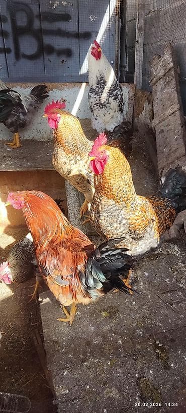 Продаю | Петух | Для разведения