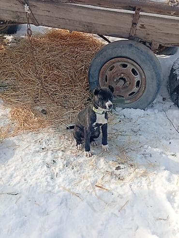 Вязка собак: Щенок порода пидбуль девочка 3 мецетцев — 1