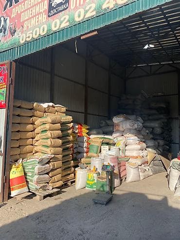 нут цена бишкек: Жугору урук семена 🌽 силос Манас 1000 Ала-тообудан гарантия100%малга — 6