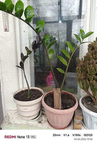 молочай: Молочай, высота 125 см. Доллар высота около 60 см Скала около 60 — 3