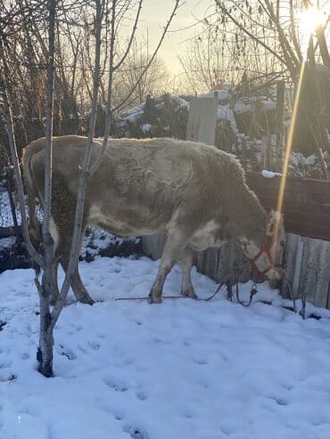 Уйлар, букалар: Сатам | Уй (ургаачы), Бука (эркек), Кунаажын | Аргын | Сүт алуу үчүн | Жасалма жол менен боозутуу, Бооз, Жасалма уруктандырылган — 6