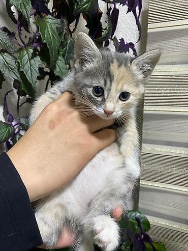 кошка мышык: Продаётся семья кошек три котёнка и мама котят все приучены к лотку — 3