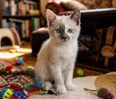 котята даром бишкек: Сиамский котята 2 месяца очень мягкая шерсть, породистые — 1