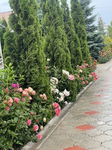 сдается дом бакай ата: Батир, | Париж, Чок-Тал, Унаа токтотуучу жай, унаа туруучу жай, Балдар аянтчасы, Коргоодогу аймак — 17