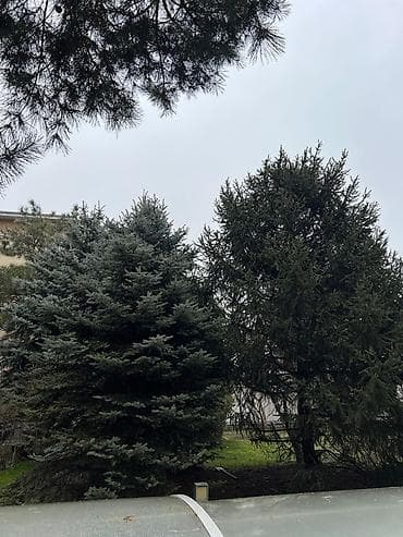 Уруктар жана көчөттөр: Высота 3-7 метров — 3