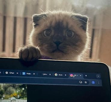 сколько стоит сибирская кошка котенок: Скотиш Фолд (Шотландская вислоухая), 8 месяцев, Девочка — 1