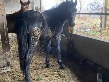 бодоно птица на русском: Продаю | Кобыла (самка) | Полукровка | На забой | Племенные — 2