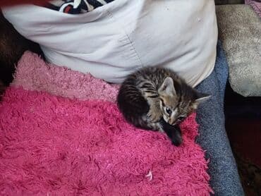 Котёнок полосатиксьанет отличным компаньоном и принесёт много радости