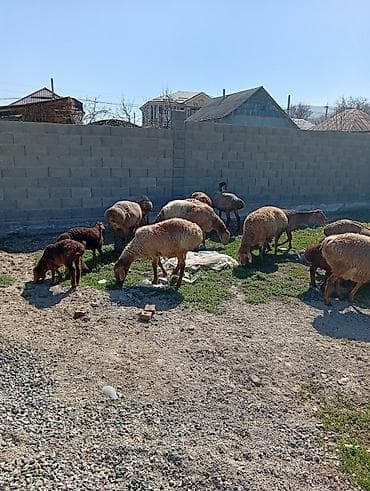 d cat: Продаю | Овца (самка) | Арашан | Для разведения | Матка — 2