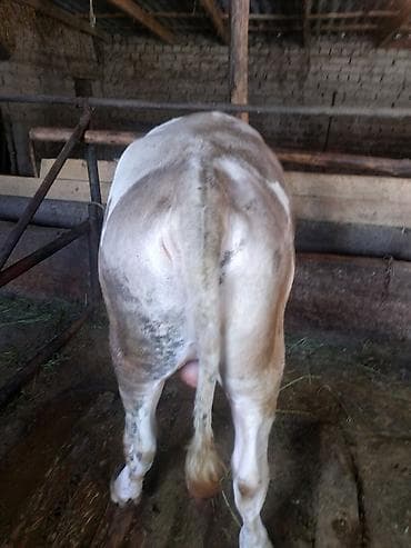 где купить черепаху: Продаю | Бык (самец) | На откорм, На забой, Для разведения — 5