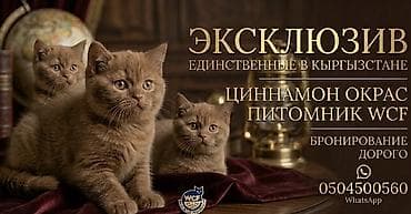 баа: Британ кыска жүндүү, 1 айлык, Эркек, Циннамон — 1