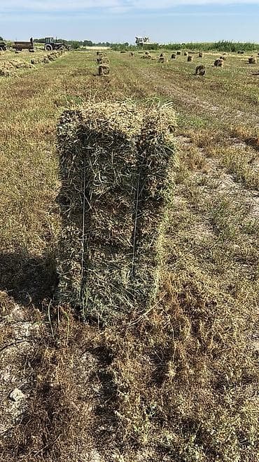 Үй жаныбарлары: Беде тук алам полядан — 1