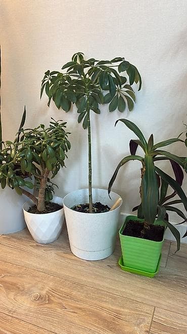 Драцены и Сансевиерии: Комнатные растения в горшках — набор В составе: - Сансевиерия — 1