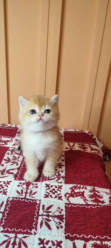 шотландские вислоухие котята купить: Открыто бронирование Британские котята, окрас золотой шиншилла — 3