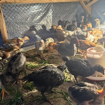 собаки пародистые: Продаю | Цыплята | Для разведения — 3