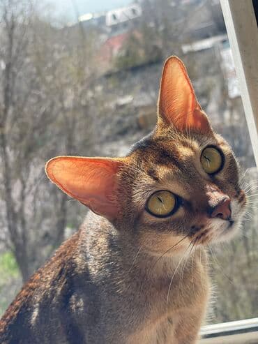 во сколько кастрировать кота: Абиссинская породапродаются котята. к лотку приучены будут.все — 6