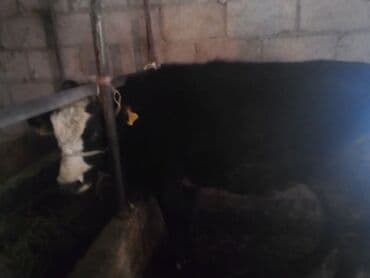 Собаки: Продаю | Бык (самец) | На откорм | Привязанные — 10