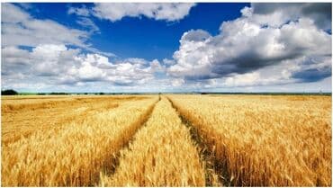 продаю дом рабочий гарадок: 1050 соток, Для сельского хозяйства, Договор дарения — 1