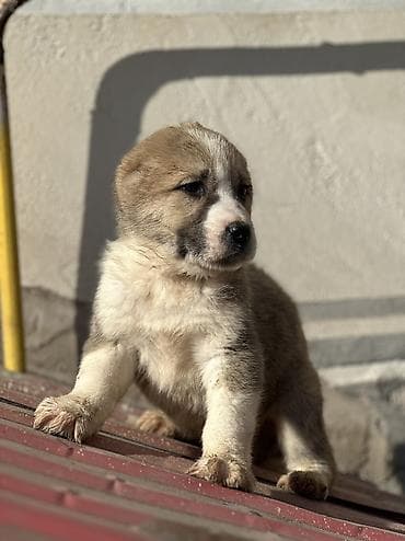 Үй жаныбарлары үчүн товарлар: Щенки алабай месяц почти - Окрас: есть щенки с чёрно-белым и палевым — 4