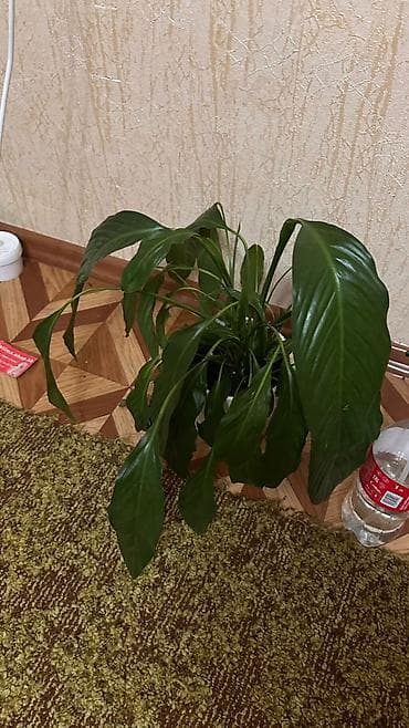 цикломен цветы: Комнатные растения в горшках: 1) Спатифиллум (Spathiphyllum) — — 1