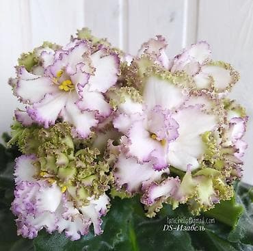 туп: Продаю деткистартеры взрослые цветущие фиалки 🌺🌿🌺. Нахожусь в — 3