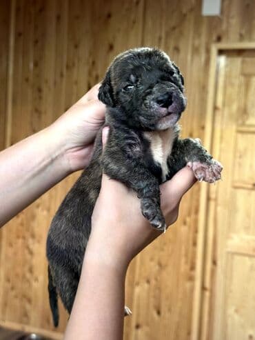 бульдоги: Щенки Канарского Дога (Presa Canario) С документами, прививками 8 — 37