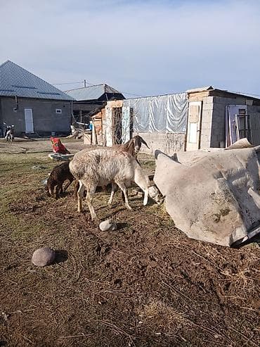 Грызуны: Продаю | Овца (самка) | Для разведения | Матка — 3