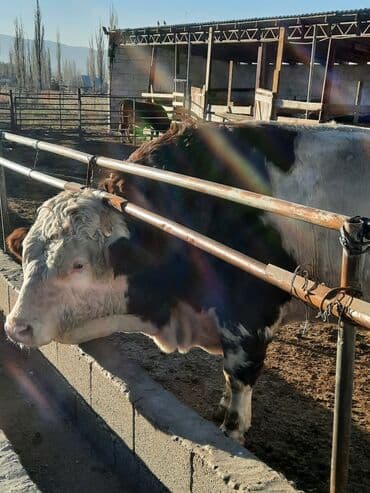 отдам в добрые руки собаку: Продаю | Бык (самец) | Симментальская | Для разведения | Племенные — 5