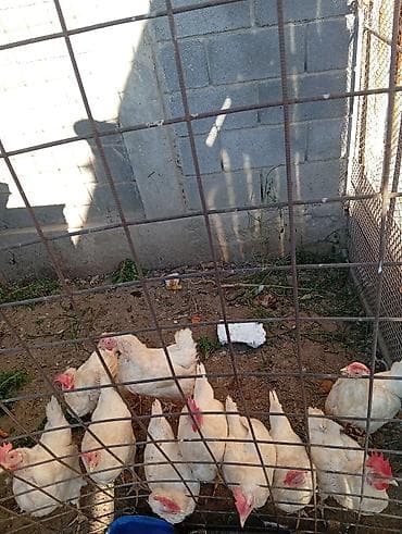 Продаю | Куры | Для разведения, Несушки — 1
