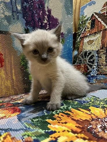 Сиамская, 1 месяц, Мальчик, Метис — 3