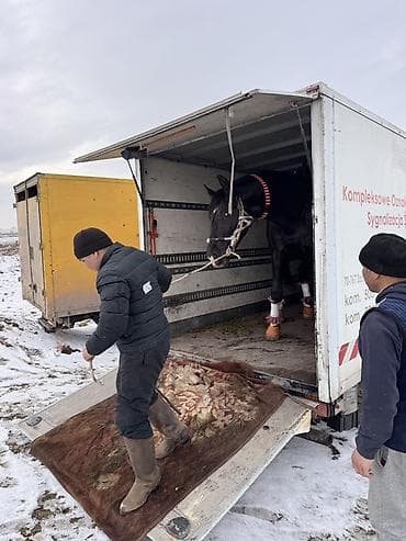 mercedes e200: Услуга перевозки лошадей специализированным транспортом - Перевозка — 3