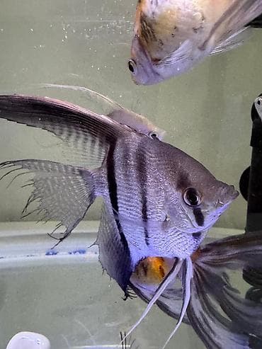 скалярии: Скалярии вуалевые (Pterophyllum scalare) - Окрас — 1