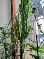 аихризон купить: Церопегия Сандерсона,большой горшочек цена 1000 сом.цветет в данный — 15