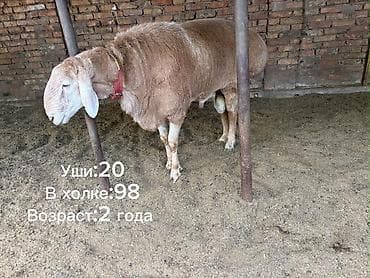 рабочий ат: Продаю | Баран (самец) | Арашан — 1