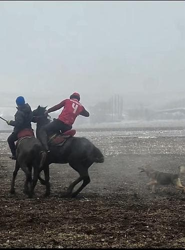 сколько стоит жеребёнок лошади: Продаю | Жеребец | Конный спорт — 2