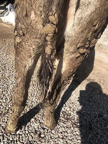 Аквариумы: Продаю | Корова (самка), Бык (самец), Тёлка | Швицкая | На откорм, Для разведения, Для молока | Искусственник — 4